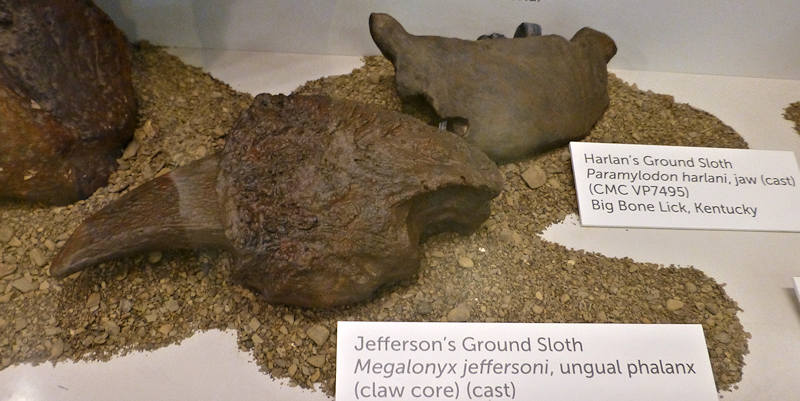 Claw from Jefferson's Ground Sloth, and a jaw from Harlan's Ground Sloth