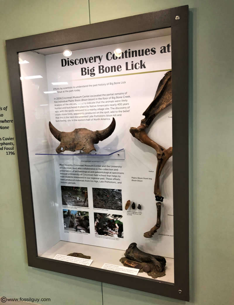 The Museum and Visitor center also has numerous updated informational displays of fossils and artifacats found at Big Bone Lick.