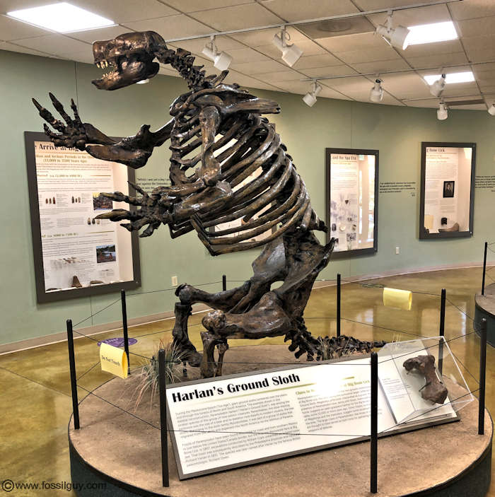 A life sized cast of Harlan's Ground Sloth - A Giant Groung Sloth on display at the Big Bone Lick Museum Visitor Center.

