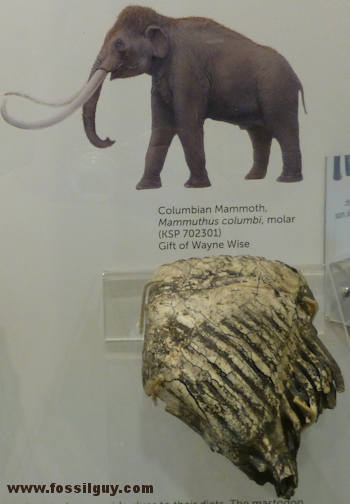 A Mammoth molar from Big Bone Lick on display at the Museum and Discovery Center.