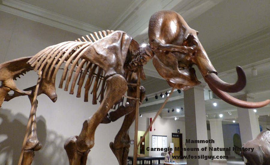 A Columbian Mammoth on display at the Carnegie Museum of Natural History