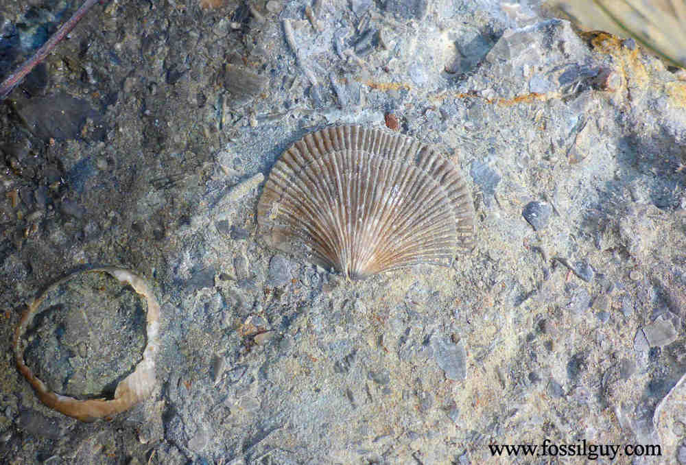 Guide to Fossil Hunting at Caesar Creek State Park, Ohio