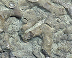 bryozoan Fossils