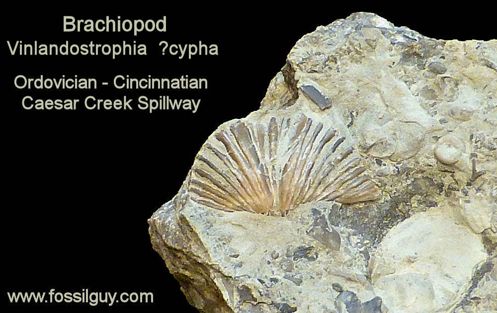 Vinlandostrophia cypha? brachiopod fossil - Caesar Creek