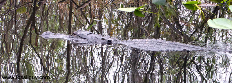 American Alligator in the Florida Everglades