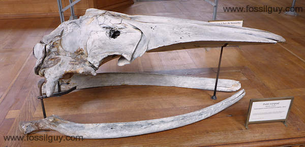 Baleen whale skull from the Museum national d'Histoire naturelle in Paris