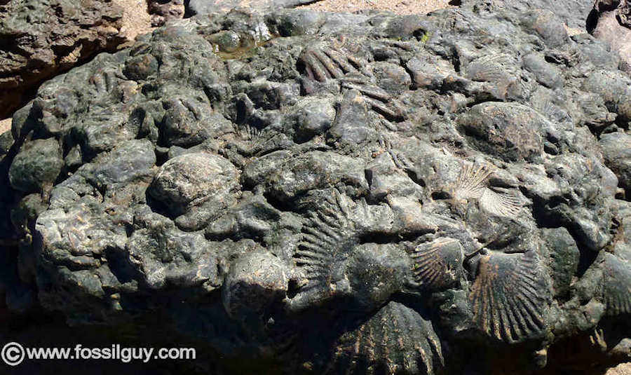 Fossil Identification Guide for Invertebrate Fossils of the Calvert Cliffs