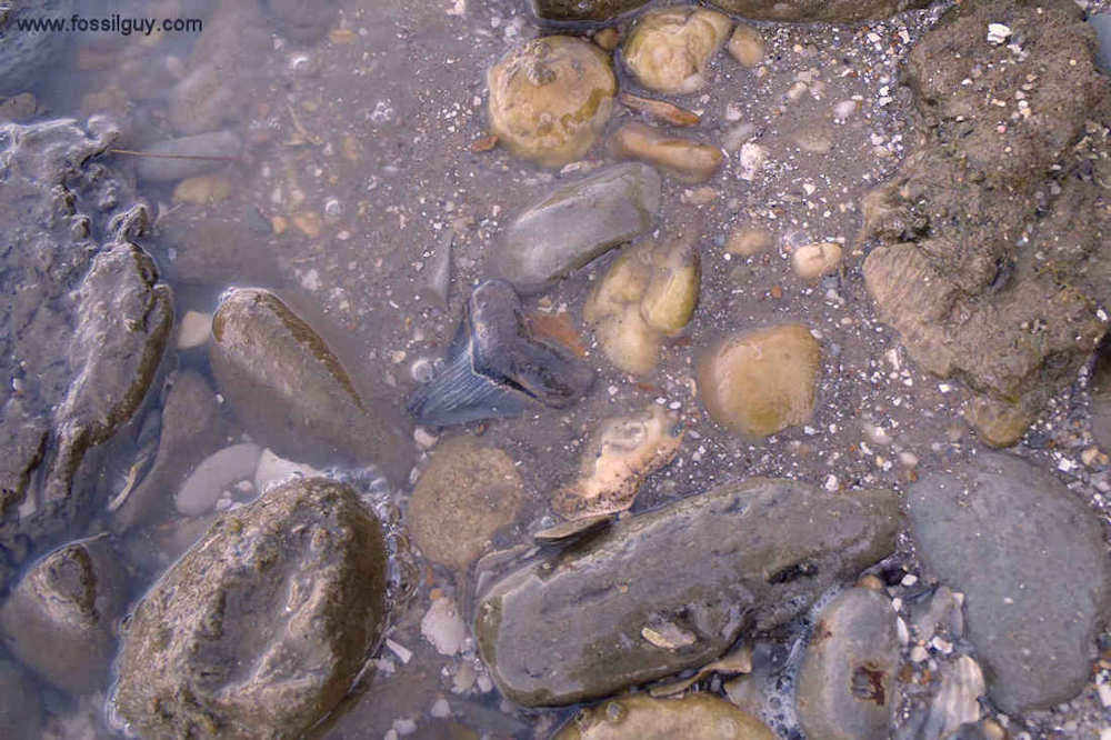 Fossil Identification Guide for Shark Teeth of the Calvert Cliffs