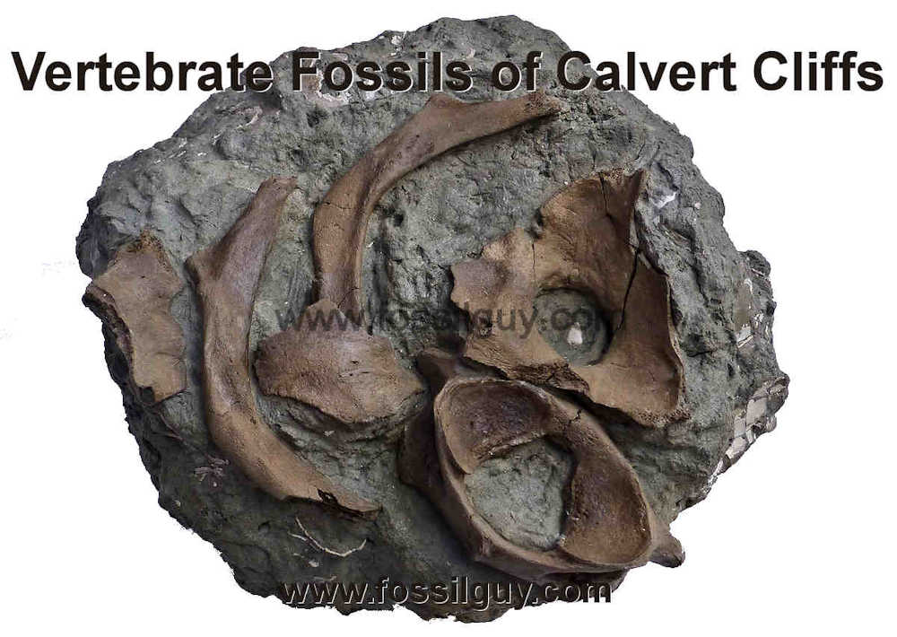 Fossil Identification Guide for Vertebrate Fossils of the Calvert Cliffs