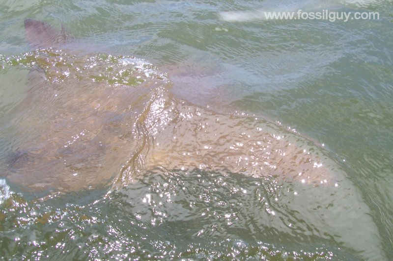 A cownose ray in the Chesapeake Bay