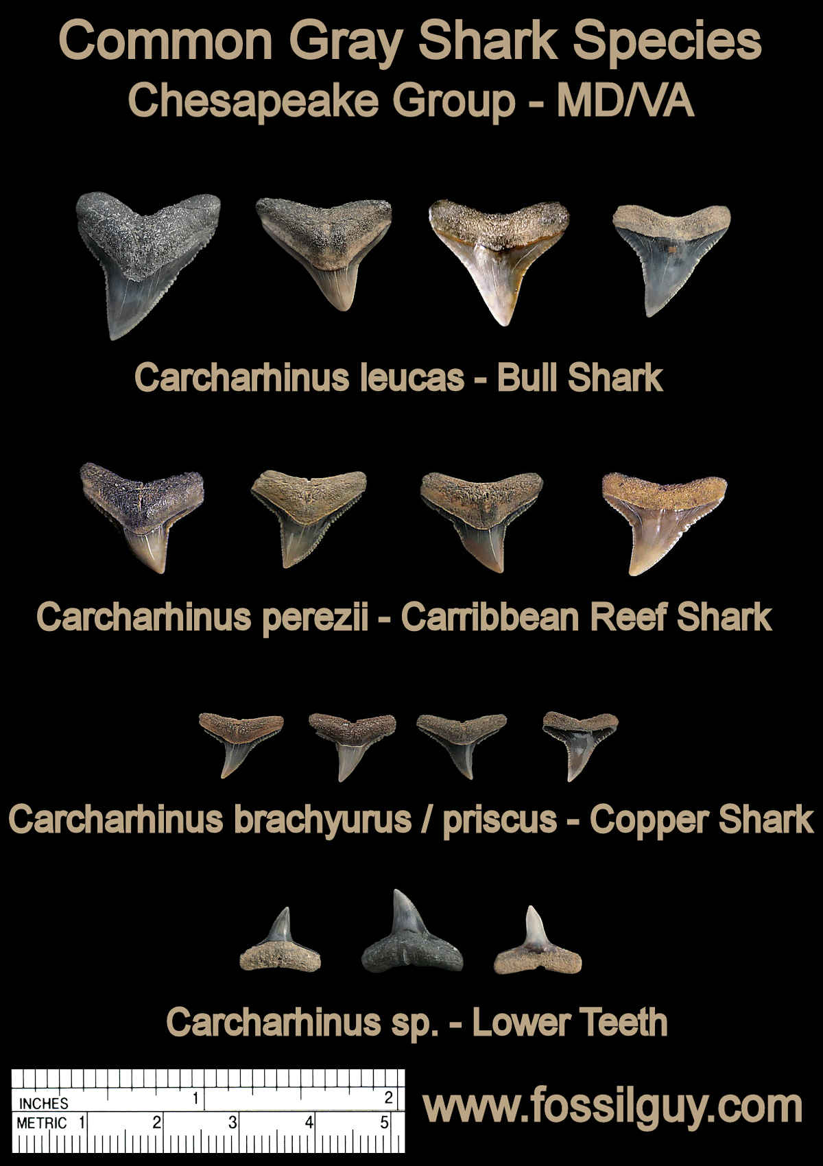 fossil Gray shark teeth - Calvert cliffs, Maryland