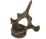 Whale / Dolphin Fossil Vertebrae Identification