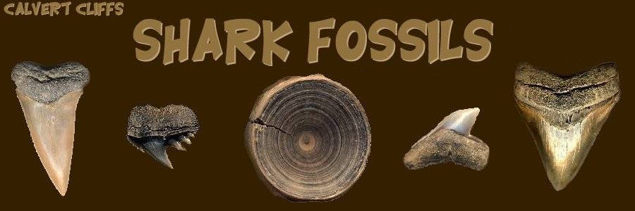 Shark tooth fossils that can be found in maryland and virginia