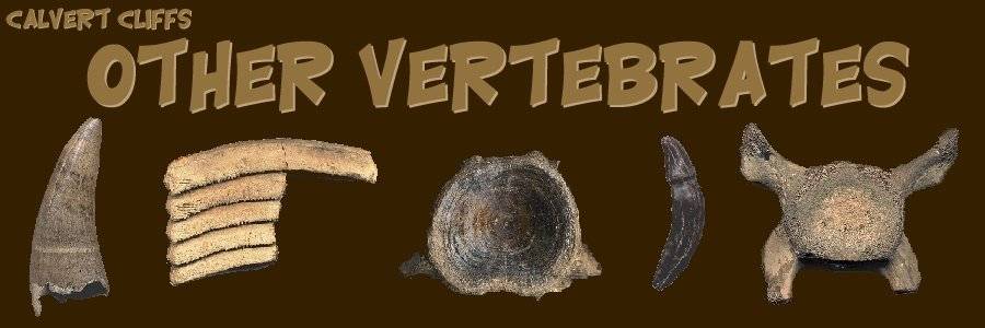 Other Vertebrate Fossils From Calvert Cliffs - Cetaceans, Seals, Reptile, Fish, etc.