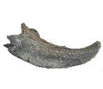 Crab fossils