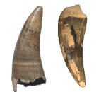 crocodile fossils