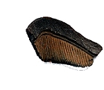 Bonnet ray fossils