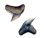 Tiger-Like Shark Fossils
