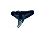 Angel Shark Fossils