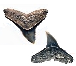 Gray Shark Fossils
