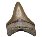 Megalodon Shark Fossils