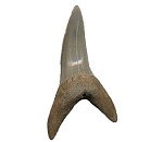Shortfin Mako Shark Fossils
