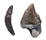 toothed whale teeth