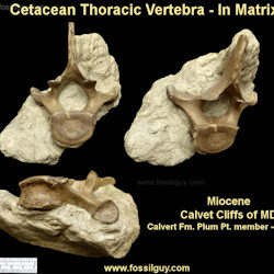 After a few days of careful probing and scraping, I finally exposed most of the vertebra.  I 
also decided to leave the rest in the matrix to help stabilize it, as it is VERY fragile.
