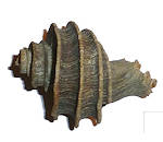 Gastropod fossils