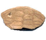 Other fossils
