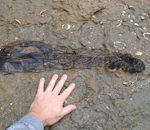 Plant fossils