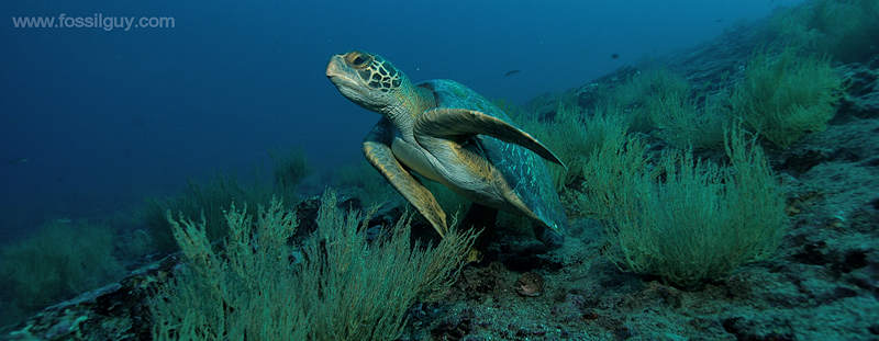 Sea Turtle in the Galapagos