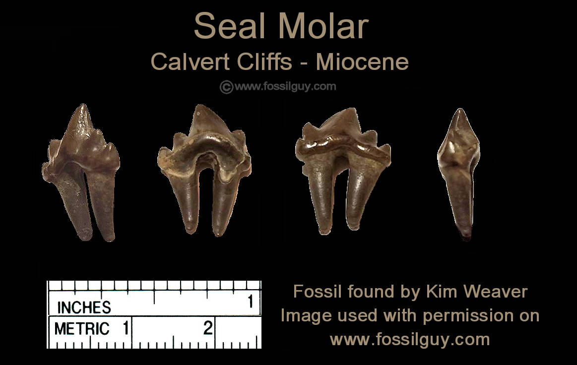 Seal Molar Tooth - Calvert Cliffs