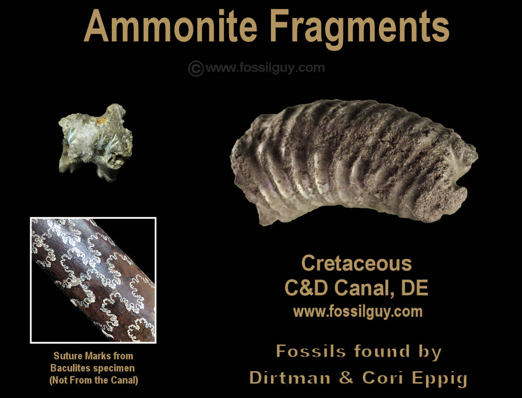 Ammonite fragments from the C&D Canal