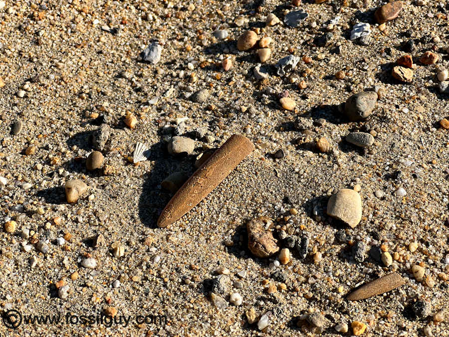 Belemnite fossils in the dredge piles at the C and D Canal