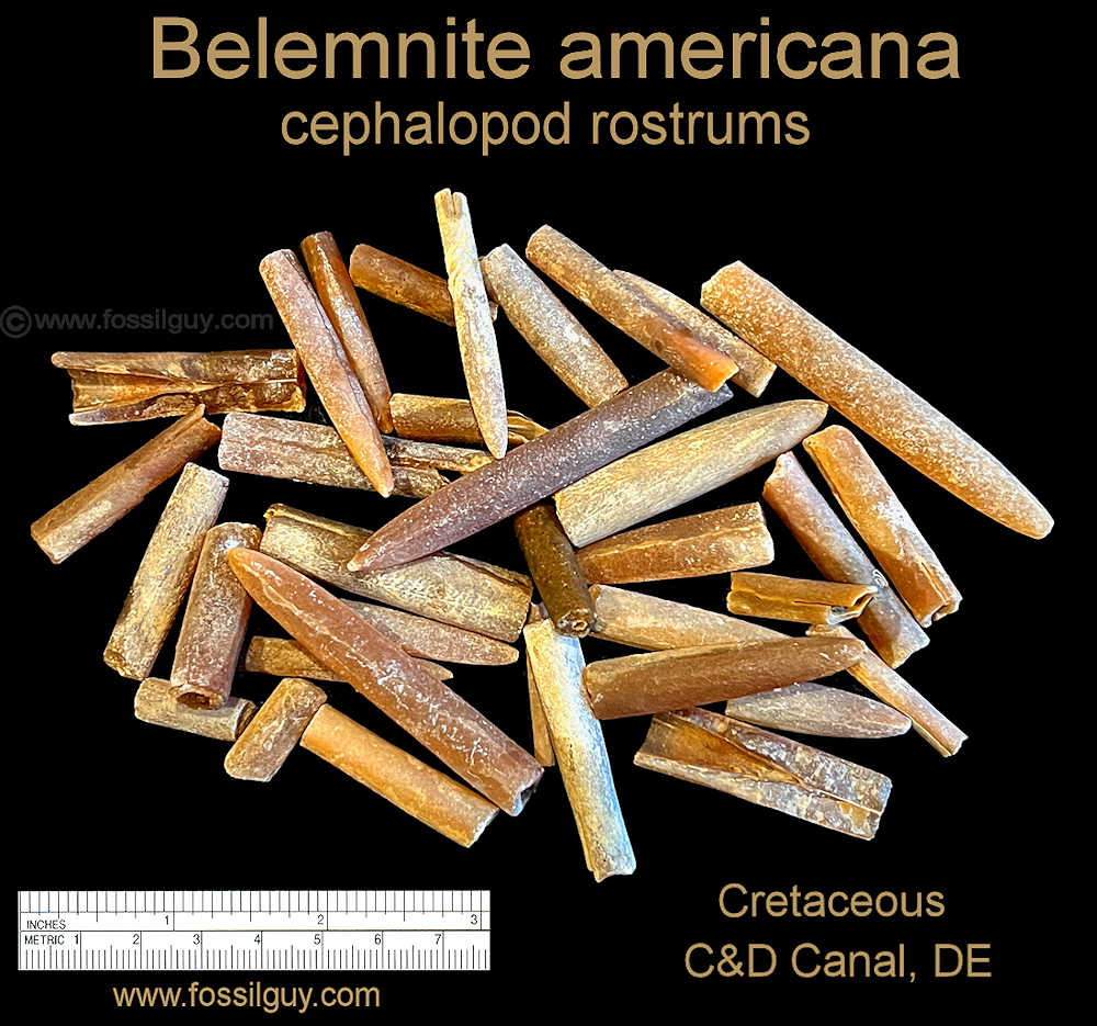 This is a sampling of the type and quality of Belemnite fossils one can find at the Canal.