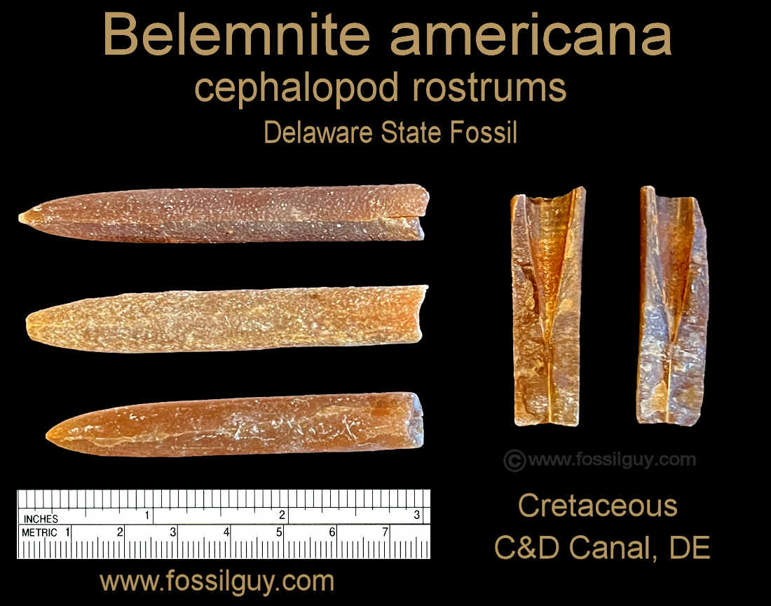 Belemnite fossils from Delaware