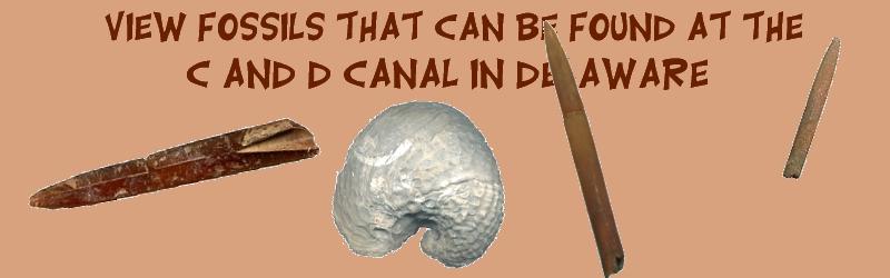 Fossils found at the c and d canal in Delaware