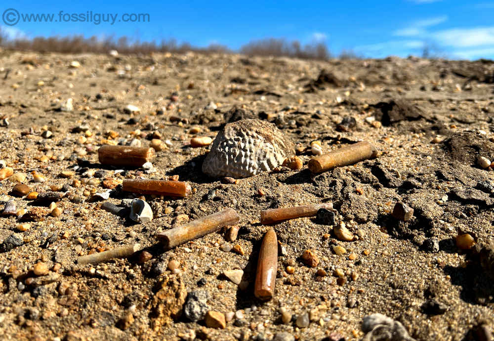 C and D canal fossil hunting site in Delaware - Cretaceous Belemnite fossils.