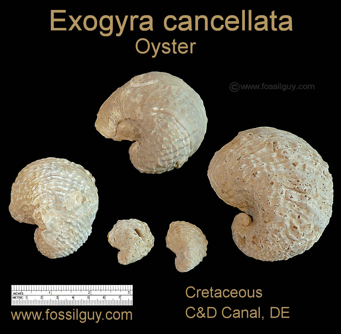 Exogyra cancellata oyster fossils from the C&D Canal in Delaware 