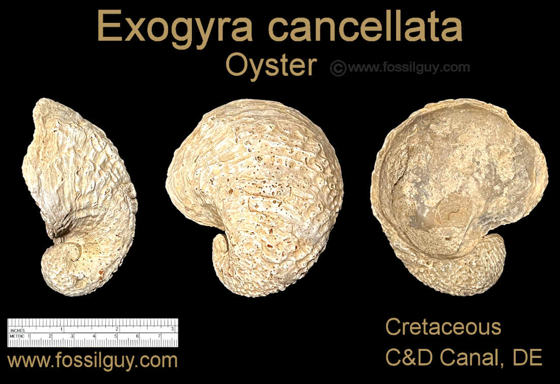 Exogyra cancellata oyster fossil from the CandD Canal in Delaware