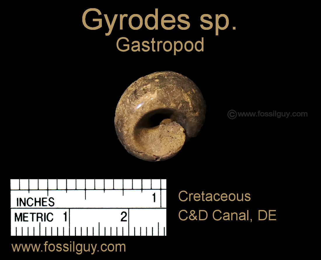 Gyrodes gastropod fossil from the C&D Canal