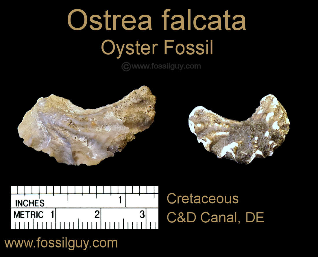 Ostrea oyster fossil from the C&D Canal