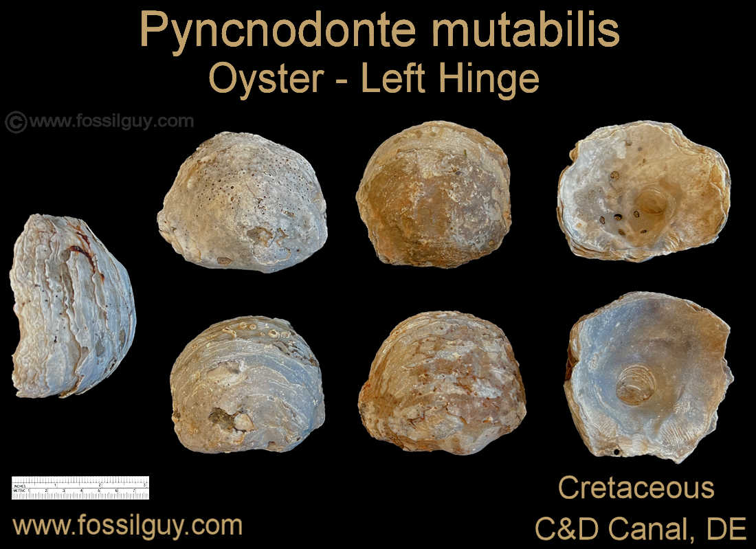 These Pyncnodonte oyster fossils are some of the larger and more common fossils found at the Canal. The upper right one has bore holes from
predatory gastropods. These are the left hinges of the oyster shells..