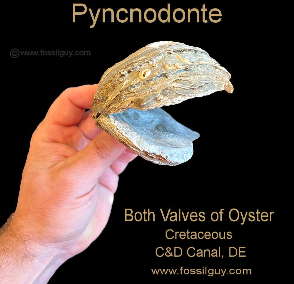 These Pyncnodonte pelecypod fossils - this shows both valves of the oyster.