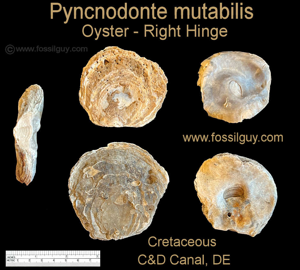 These Pyncnodonte oyster fossils are some of the larger and more common fossils found at the Canal. The upper right one has bore holes from
predatory gastropods. These are the right hinges of the oyster shells.
