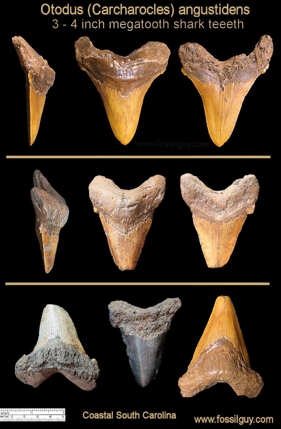 Large Angustidens Fossil Shark teeth.