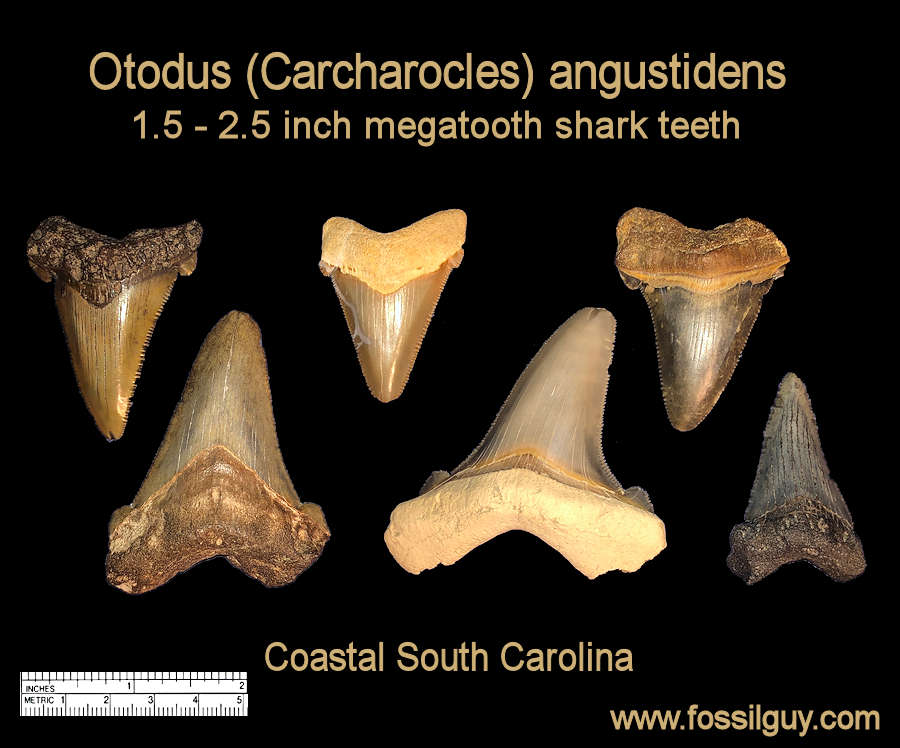 Megalodon Shark teeth.