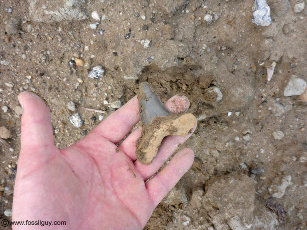 A juvenile angustidens shark tooth found from the Oligocene Chandler Bridge formation near Charleston, SC. 