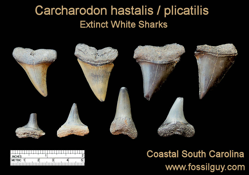 These are sample C. hastalis and C. plicatilis fossil shark teeth found in coastal South Carolina